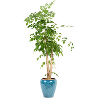 녹보수